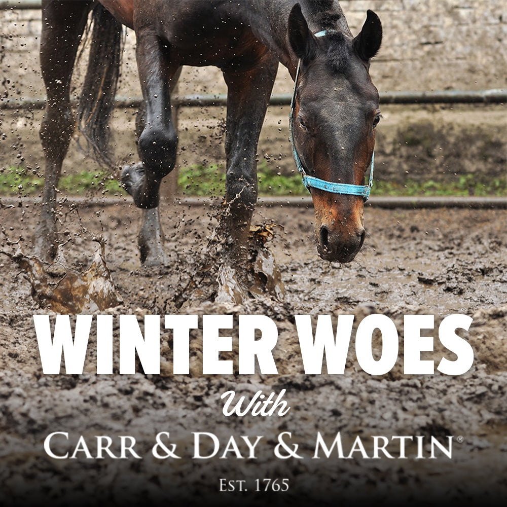 Winter Grooming Woes? Here's Your Go-To Guide!